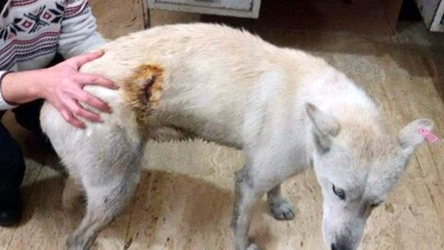 İzmir'de Üçüncü Kez Köpek Bıçaklandı