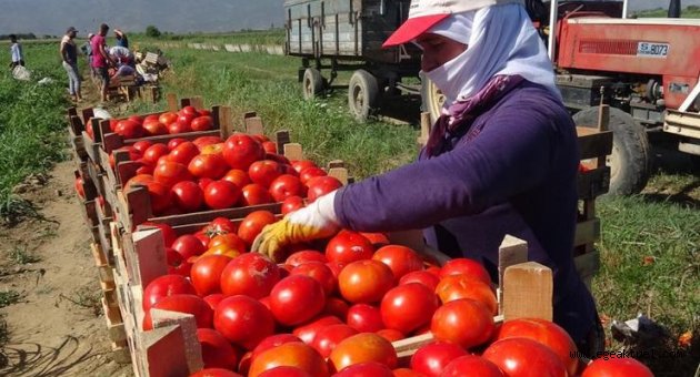 İzmir'de zam şampiyonu domates oldu