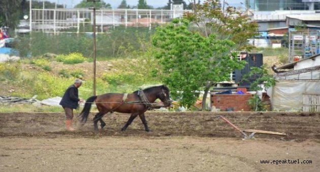 İzmir'in göbeğinde kara sabanla tarım