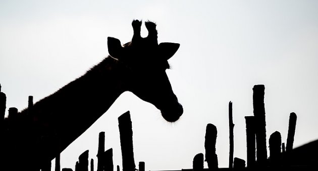 İzmir'in Kenya'sı Sasalı
