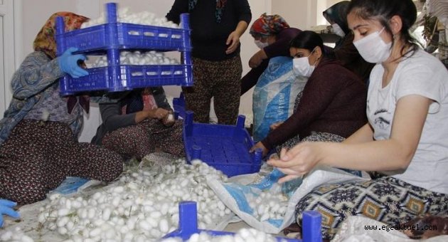 Kadın üreticiler hasat heyecanı yaşadı