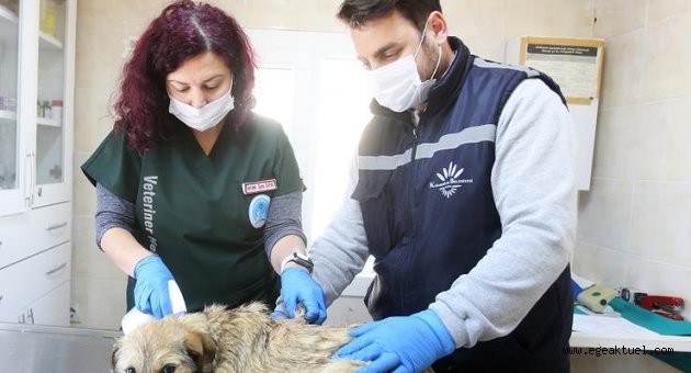 Karabağlar'da kısırlaştırmalar aralıksız sürüyor