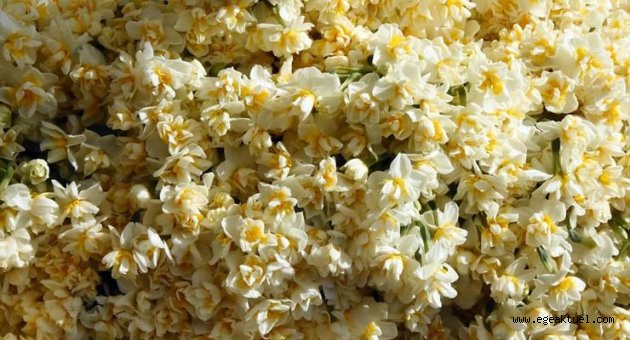 Karaburun'da buruk Nergis Festivali