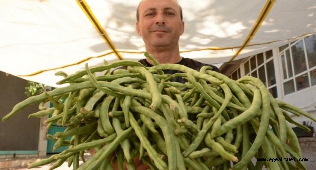 Karakızlar’da “Börülce Festivali” yapılacak