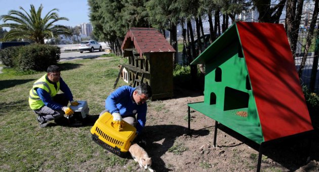 Karşıyaka’da ‘evsiz’ kedi kalmayacak