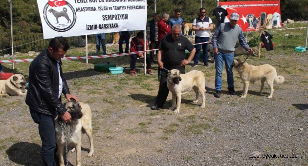 Karşıyaka’da ‘köpek ırkları’ yarışacak