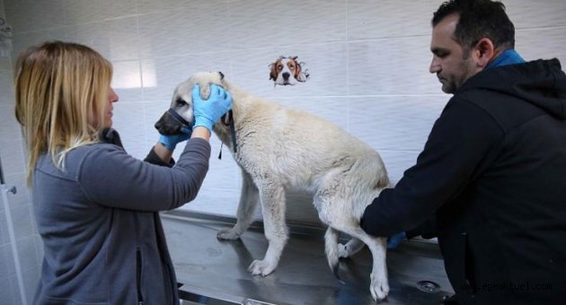 Karşıyaka ve Çiğli’den ortak kısırlaştırma hamlesi