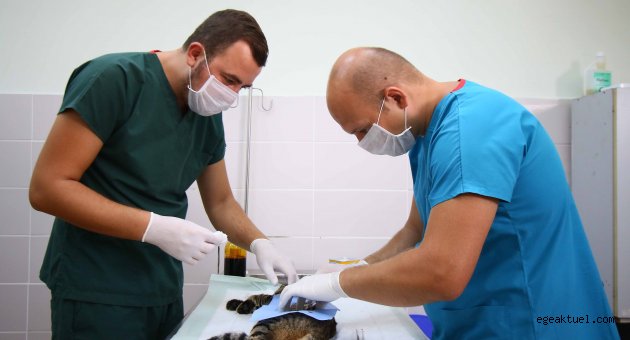  Kediler artık Bayraklı’da kısırlaştırılıyor