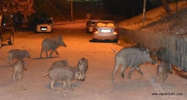 Kente inen domuzlar tedirgin ediyor...Uzmanlardan uyarı