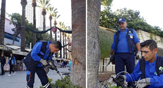 Kentin simgesi palmiyeler koruma altında