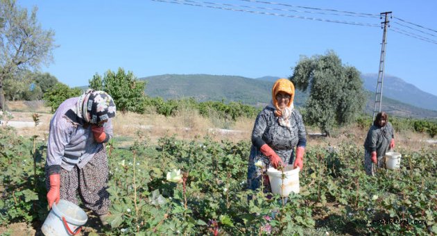 Kınalı bamya festivalle tanıtılacak