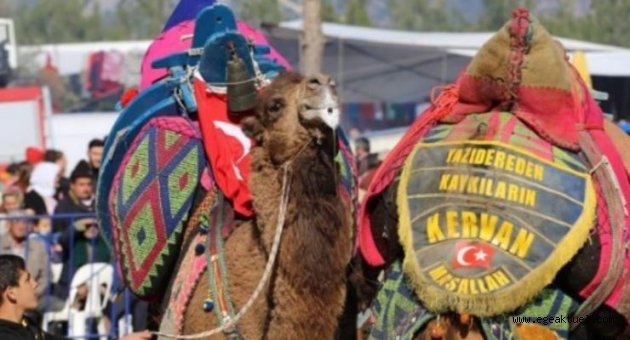 Kınık'ta deve güreşine davet