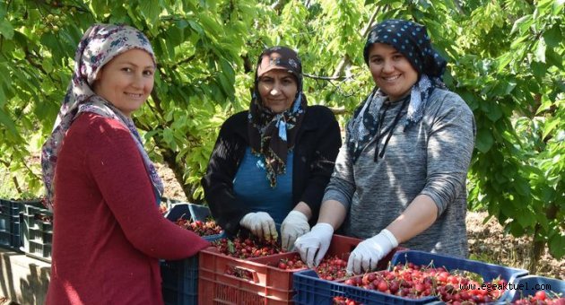 Kiraz üreticisi verimden memnun, yüksek maliyetten dertli