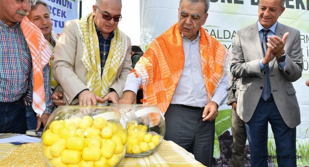 Koyun ve keçiler Büyükşehir'den
