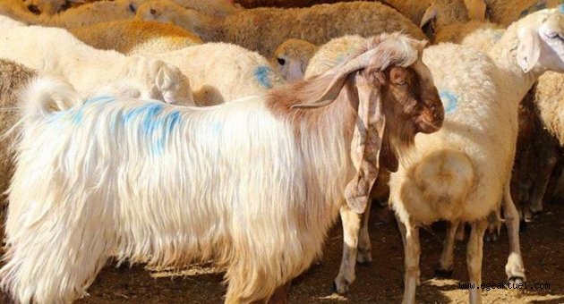 Kurban Bayramı tatili yarın başlayacak