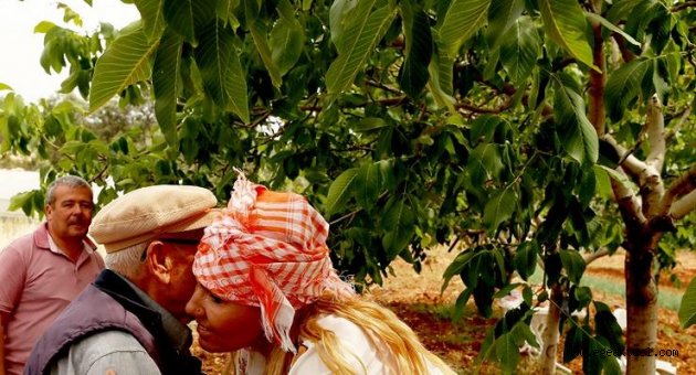 Kuşkonmaz dikimini Başkan Uyar yaptı