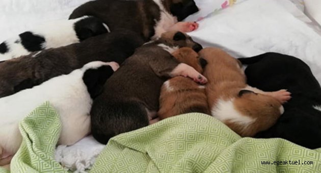 Mahallelinin istemediği 9 yavru köpek sıcak yuva bekliyor​