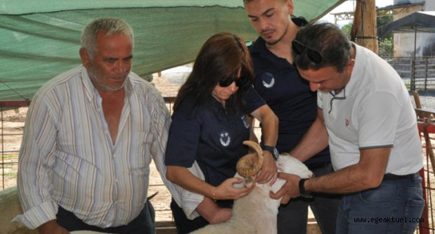 Menderes’te Kurban Denetimi