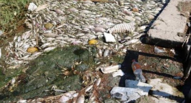 “Menemen ve Foça’daki balık ölümleri meclis gündeminde”