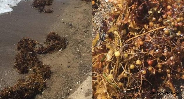 Müsilajdan sonra kıyılarda yeni tehdit