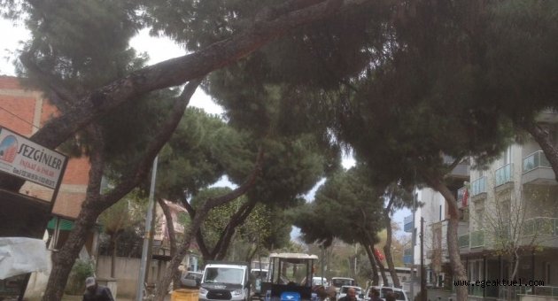 Ödemiş Belediyesi tehlikeli ağaçlar için önlem alıyor