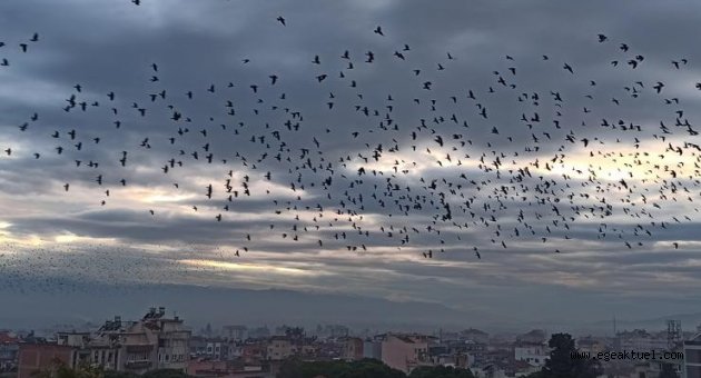 Ödemiş’te binlerce sığırcık kuşundan görsel şov