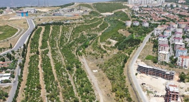 Ödüllü proje Portakal Vadisi’nde çalışmalar başladı