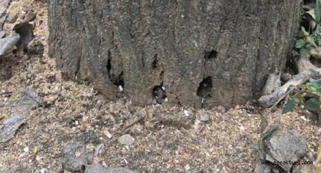 Ömrünü dolduran kavak ağaçları kesildi