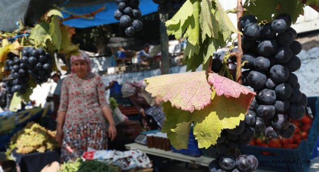 On binler Kavacık Üzüm Festivali’nde buluştu