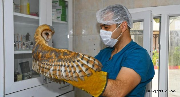 Peçeli Baykuş ve Bukalemunun tedavisiyle bakımı yapıldı