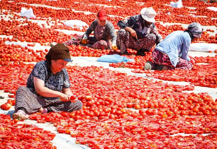 Büyükşehir Belediyesi’nden Üreticiye Sahada Domates Desteği