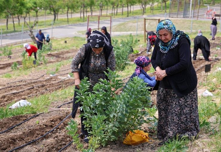 Toprakta hayat, sofrada bereket: Mahalle Bostanları’nda yaz hasadı