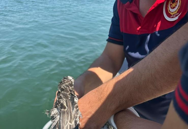 Kanadına dolanan misinadan kurtarılarak özgürlüğe uçtu
