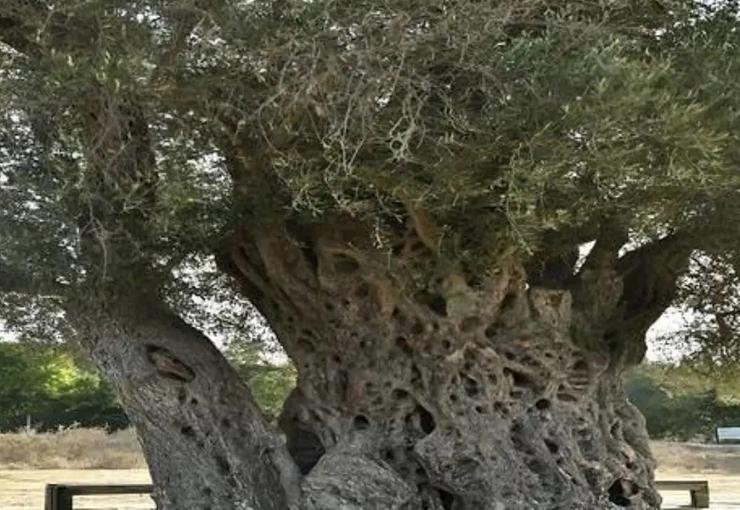 Umay Nine: İzmir’de 1800 yıllık zeytin ağacının hikâyesi