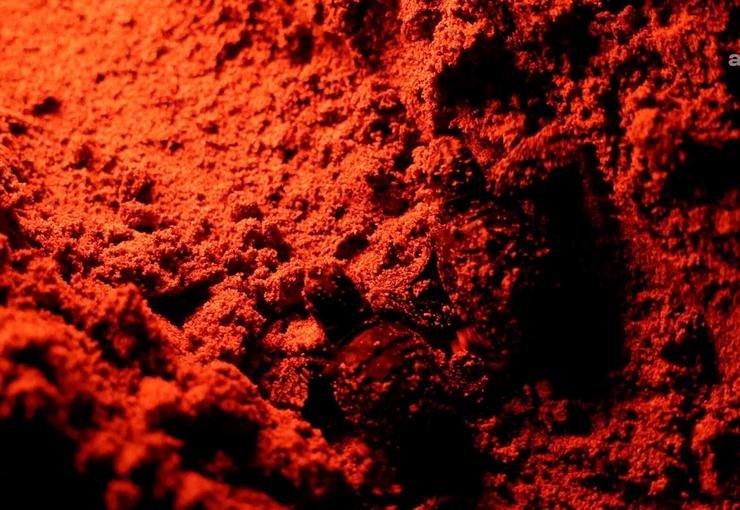 Didim’de sezonun son caretta caretta yavruları denize ulaştı