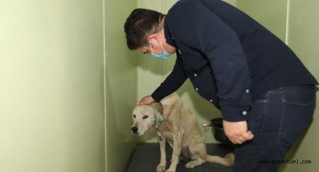 Saçma ile yaralanan köpek örnek dayanışma ile Buca’da hayata döndü