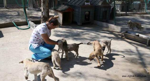 Sahipsiz can dostlar yuva arıyor