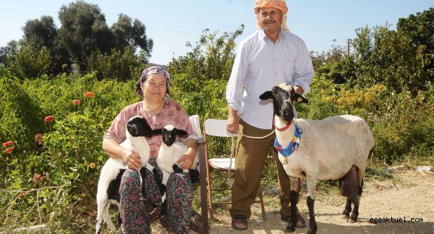'Sakız güzelleri' Çeşme'de yarışacak	