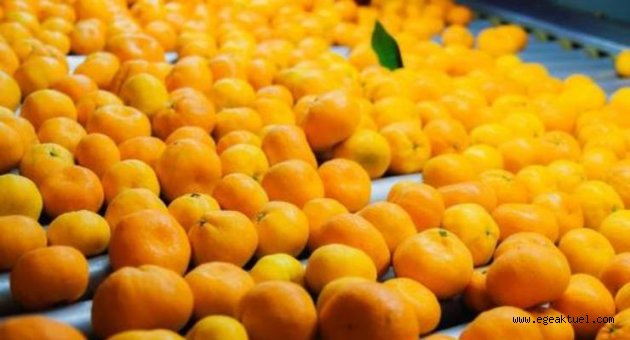 Seferihisar’da 'turuncu altın' bereketi