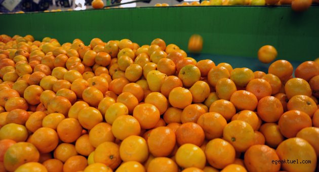 Seferihisar mandalinası Avrupa Birliği'nde