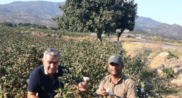 Serter: “Ege’nin beyaz altını destek bekliyor