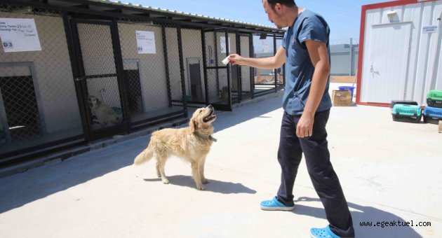 Sevimli köpek ‘paspas’artık emin ellerde