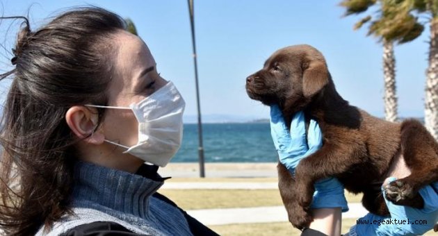 Sevimli köpekler yuva arıyor