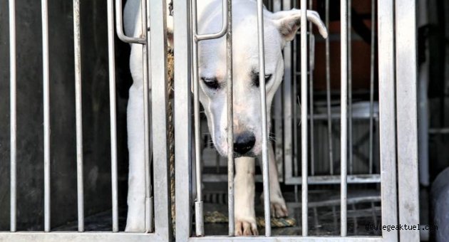 Şiddet mağduru köpeğe Buca Belediyesi sahip çıktı