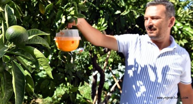 “Sığacık’ta meyve ağaçlarına tuzaklı koruma”