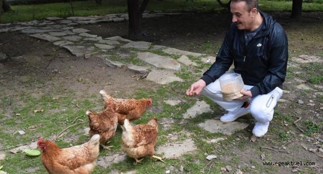 Siyaseti Bırakan Şengül Tavuk Besliyor, Bahçeyle Uğraşıyor