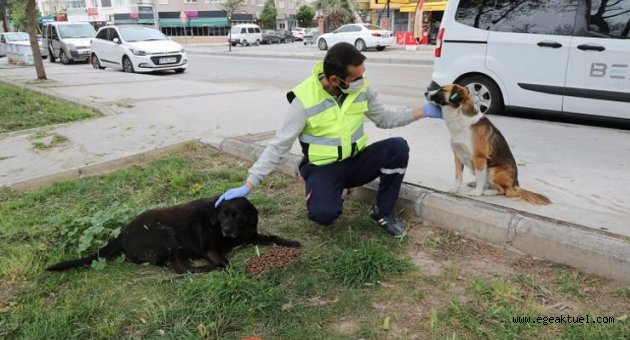 Sokak hayvanları için 'bir kap su' kampanyası