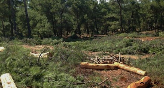 Soma'nın ardından şimdi de Kemalpaşa'da ağaç katliamı