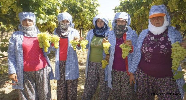Superior üzümünün ihracat yolculuğu başlıyor