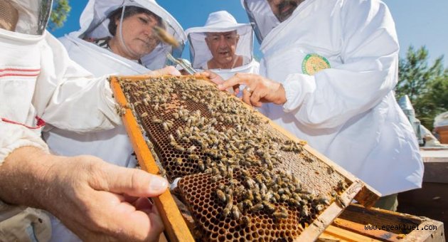 Tahtalı Baraj Havzası'ndaki 60 kovanda bal sağımı yapıldı